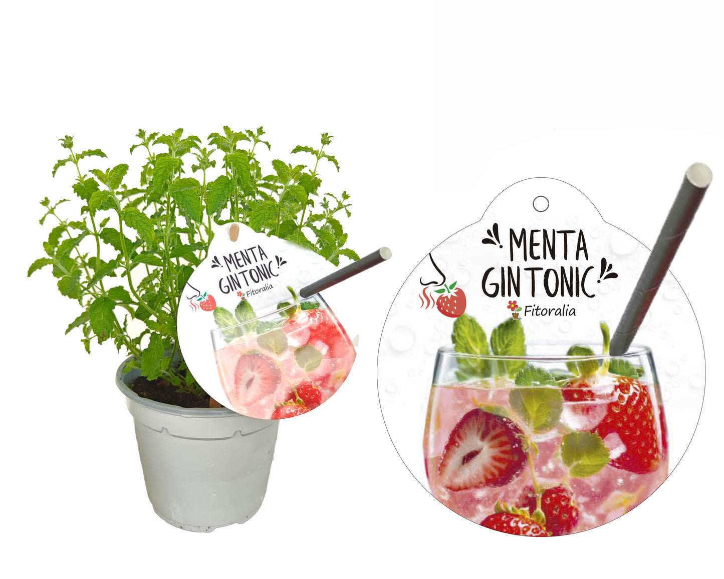Menta Gin Tonic Natural En Maceta 14 Cm. - Fitoralia