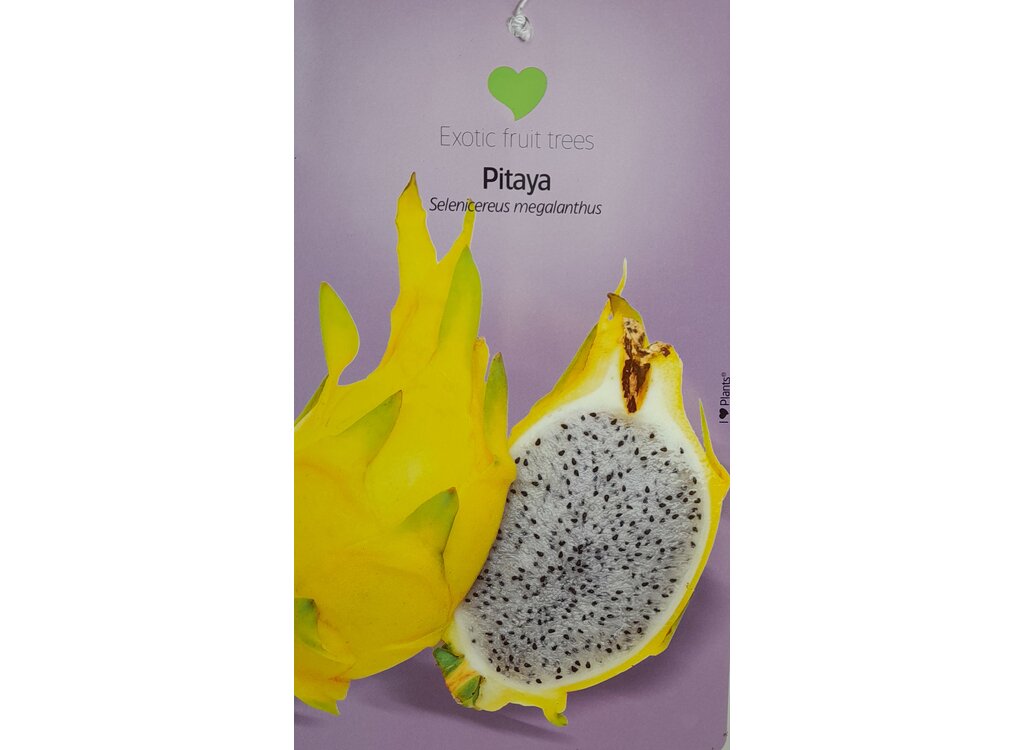 Pitaya Blanca M23 60-80cm_1