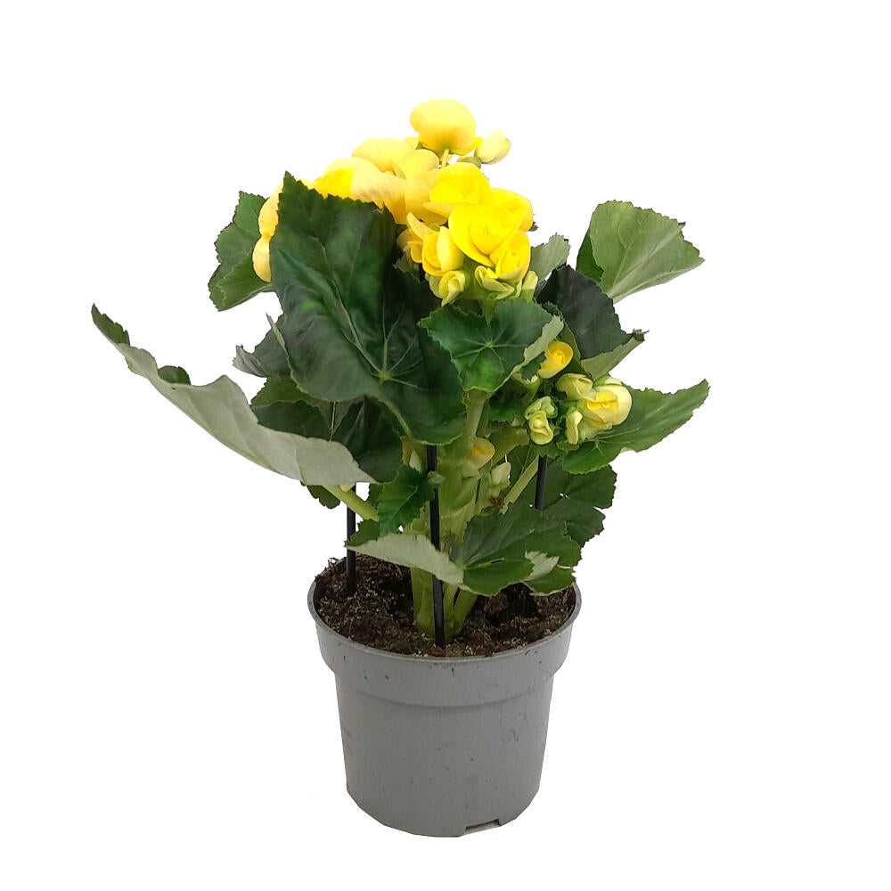 Begonia Eliator M13_3