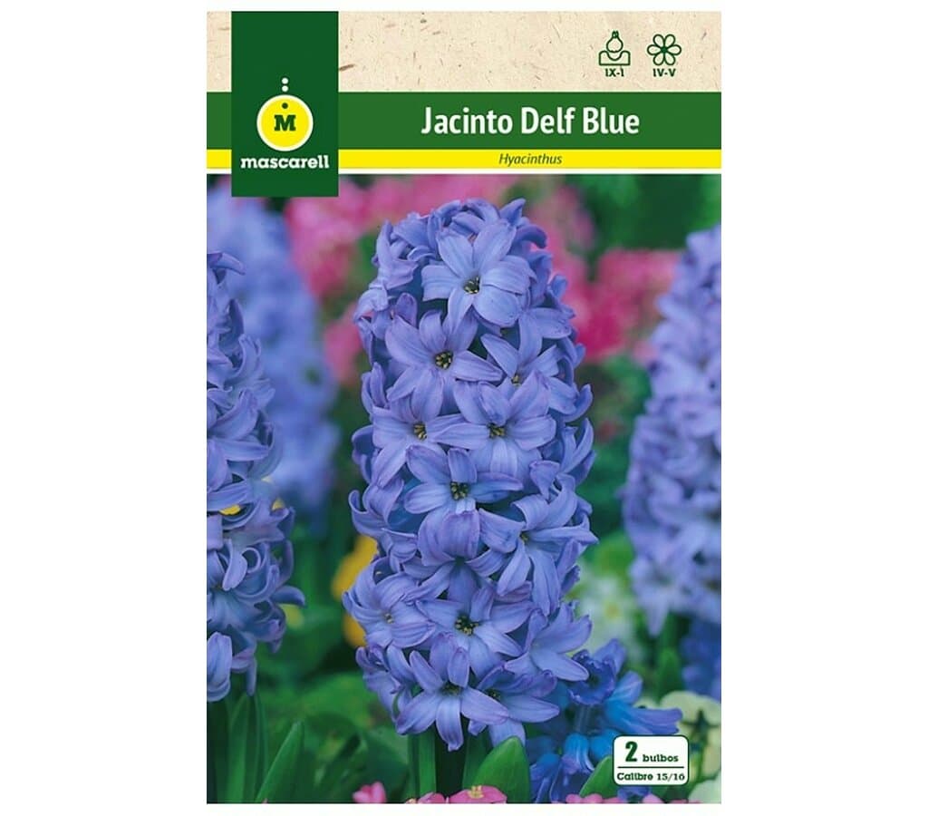 Bulbo Jacinto Delf Blue