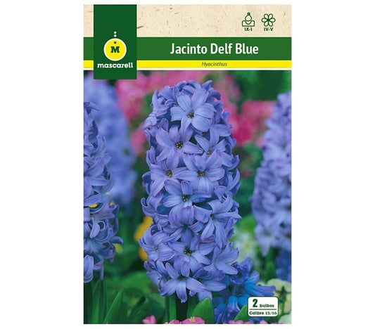 Bulbo Jacinto Delf Blue