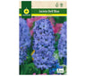 Bulbo Jacinto Delf Blue