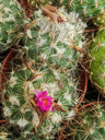 Suculentas Y Cactus Variedad #65 Planta Sin Id