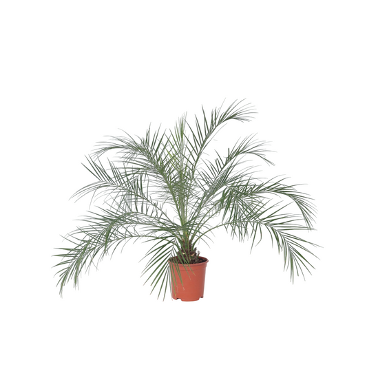 Palmera Enana - Phoenix Roebelenii - Altura 80-90cm - ⌀21cm