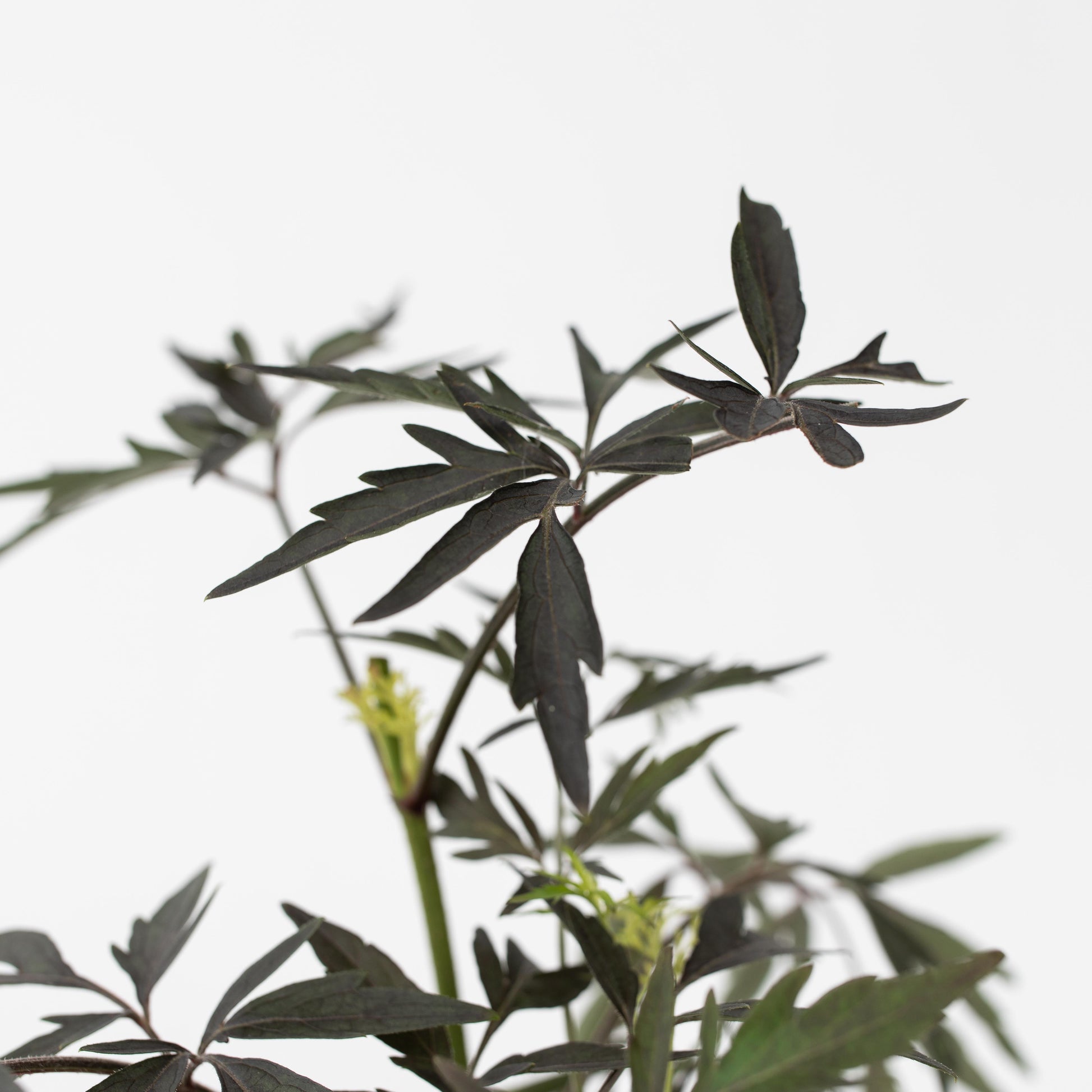 Saúco - 2 Pzs - Sambucus Nigra 'black Lace' - Altura 25-40cm - ⌀17cm