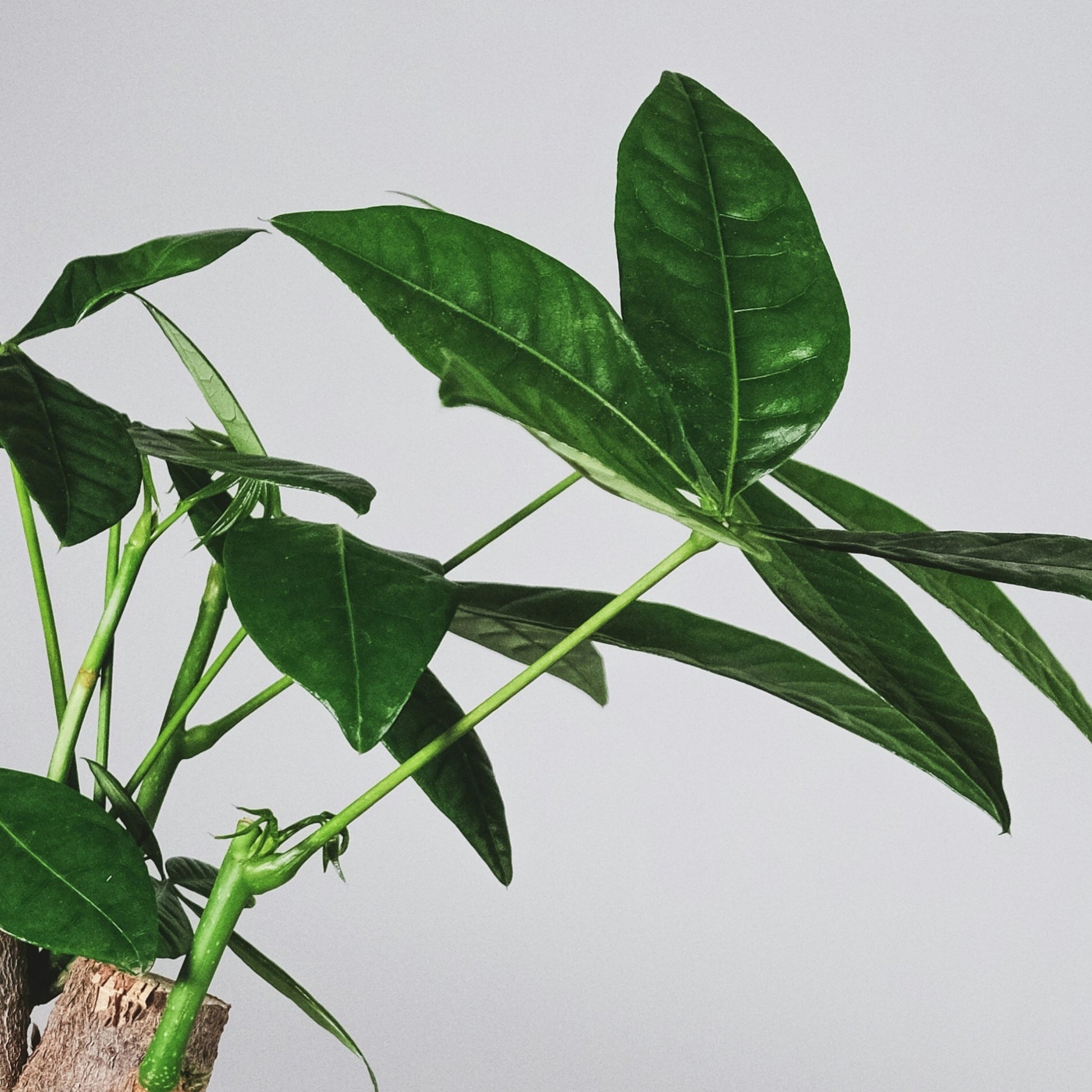 Castaño De Guayaba - Pachira Aquatica - Altura 100-120cm - ⌀24cm