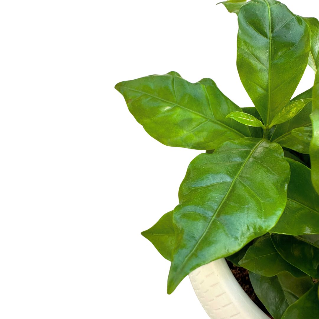 Planta Del Café Arábica En Maceta Un Trocito De Un Cafetál En Tu Hogar