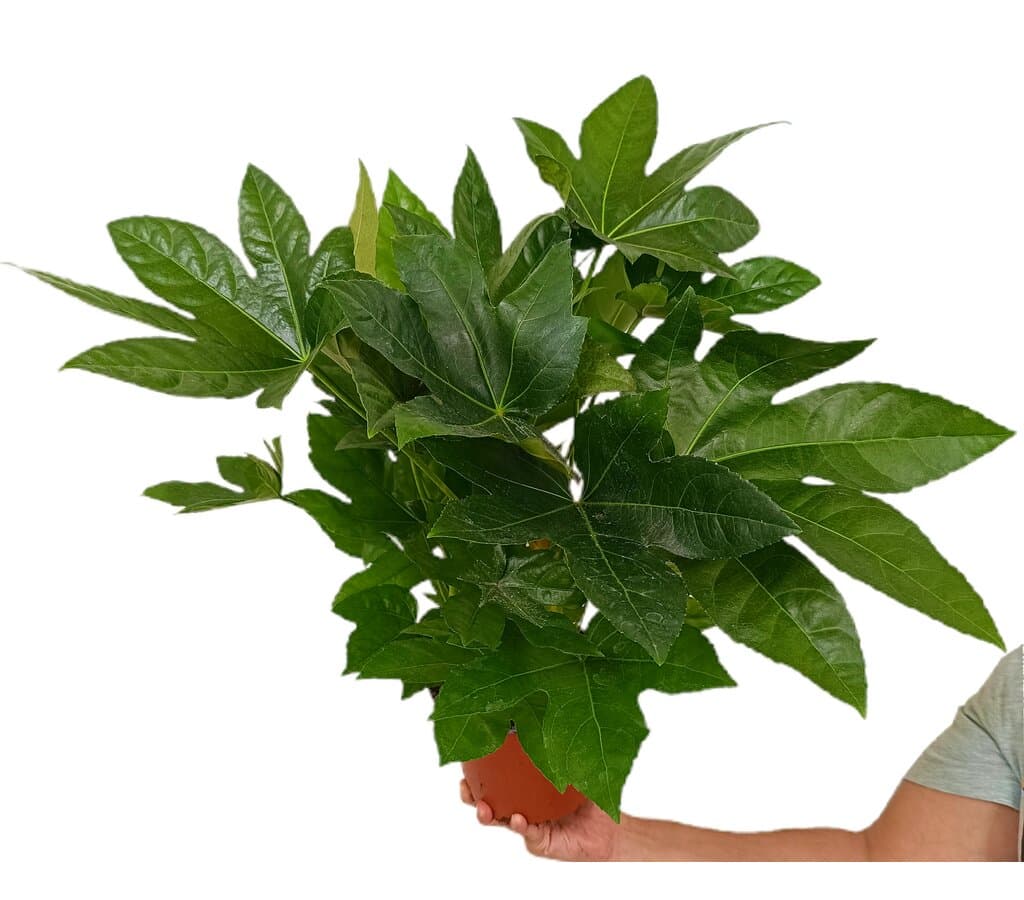 Fatsia Japónica M17 45cm (aralia Del Japón)_0