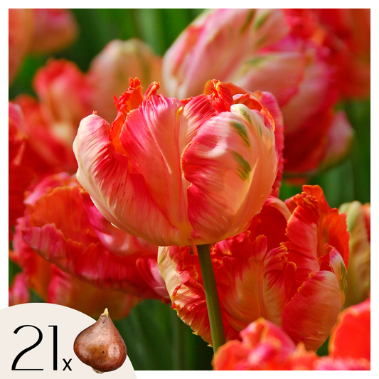 Bulbos De Tulipán - 21 Pzs - Tulipa 'apricot Parrot' - Bulbos De Flores - Rosa