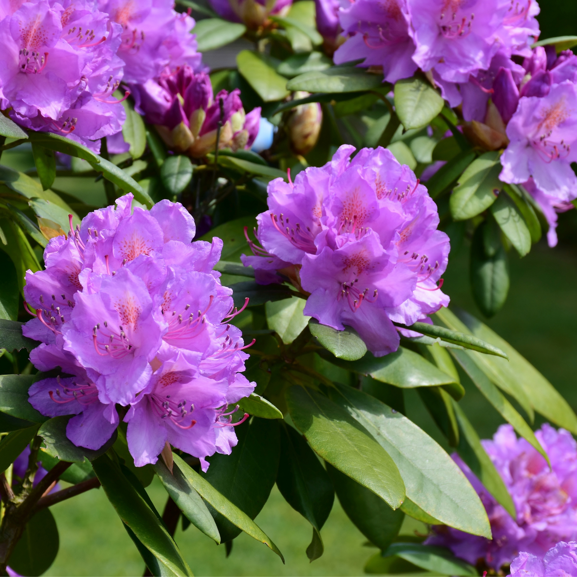 Rododendro - 3 Pzs - Rhododendron 'catawbiense Purple' - Altura 25-40cm - ⌀9cm