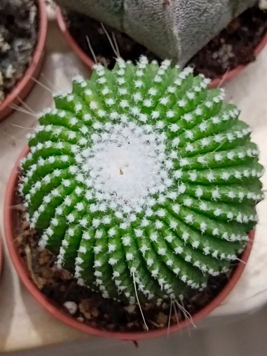 Mammillaria Spinosissima Un Pico Cactus Ø5