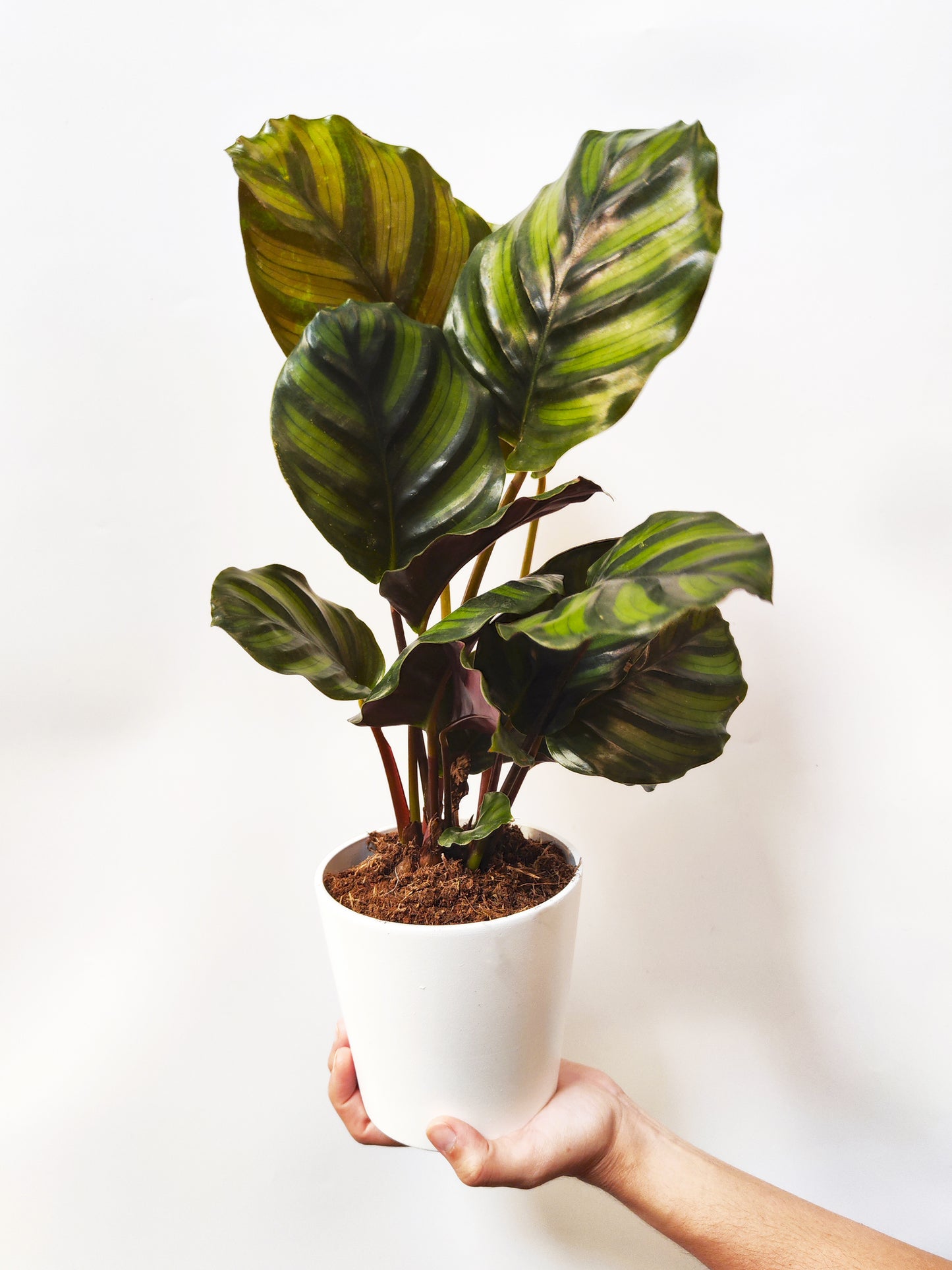 Calathea Faciata
