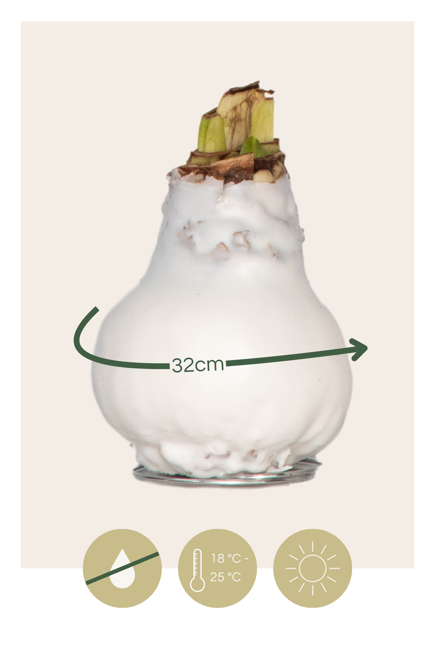 Amarilis - Hippeastrum 'wax White' - Bulbo De Flor - Rojo