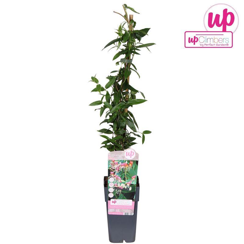 Madreselva Lonicera Henryi Planta Trepadora Ø9