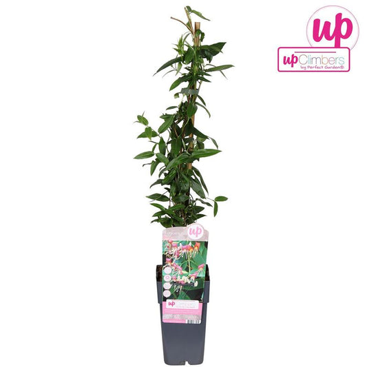 Madreselva Lonicera Henryi Planta Trepadora Ø9