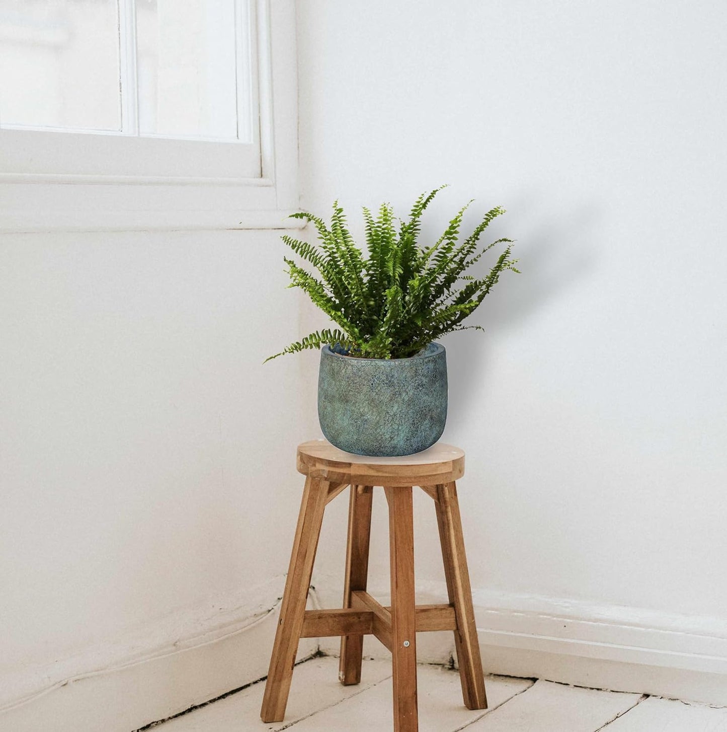 Planta Helecho Natural Viva Altura Aproximada 20 - 25 Cm En Maceta 14 Cm De Diámetro_1