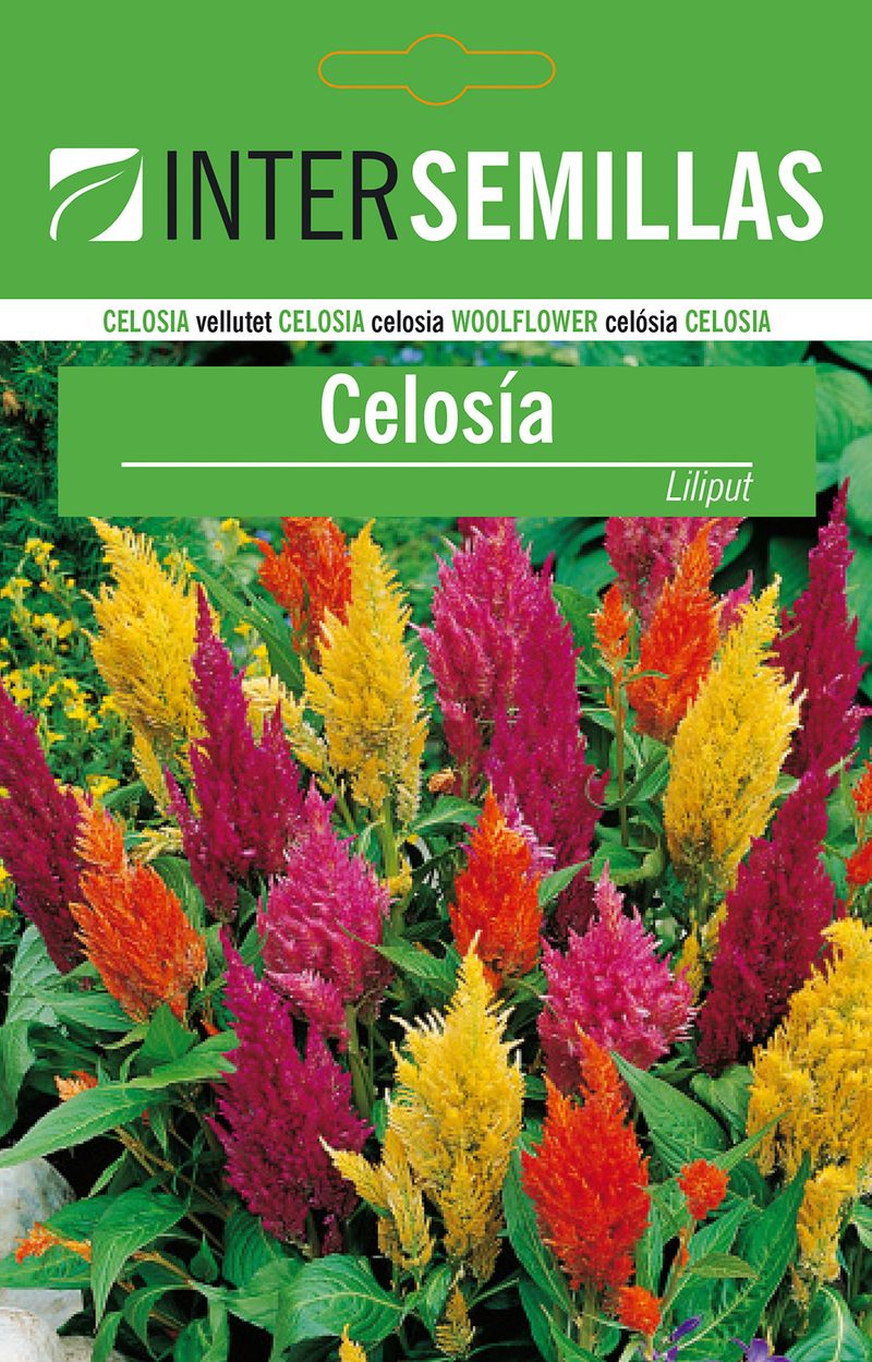 Sobre De Semillas De Celosia_0