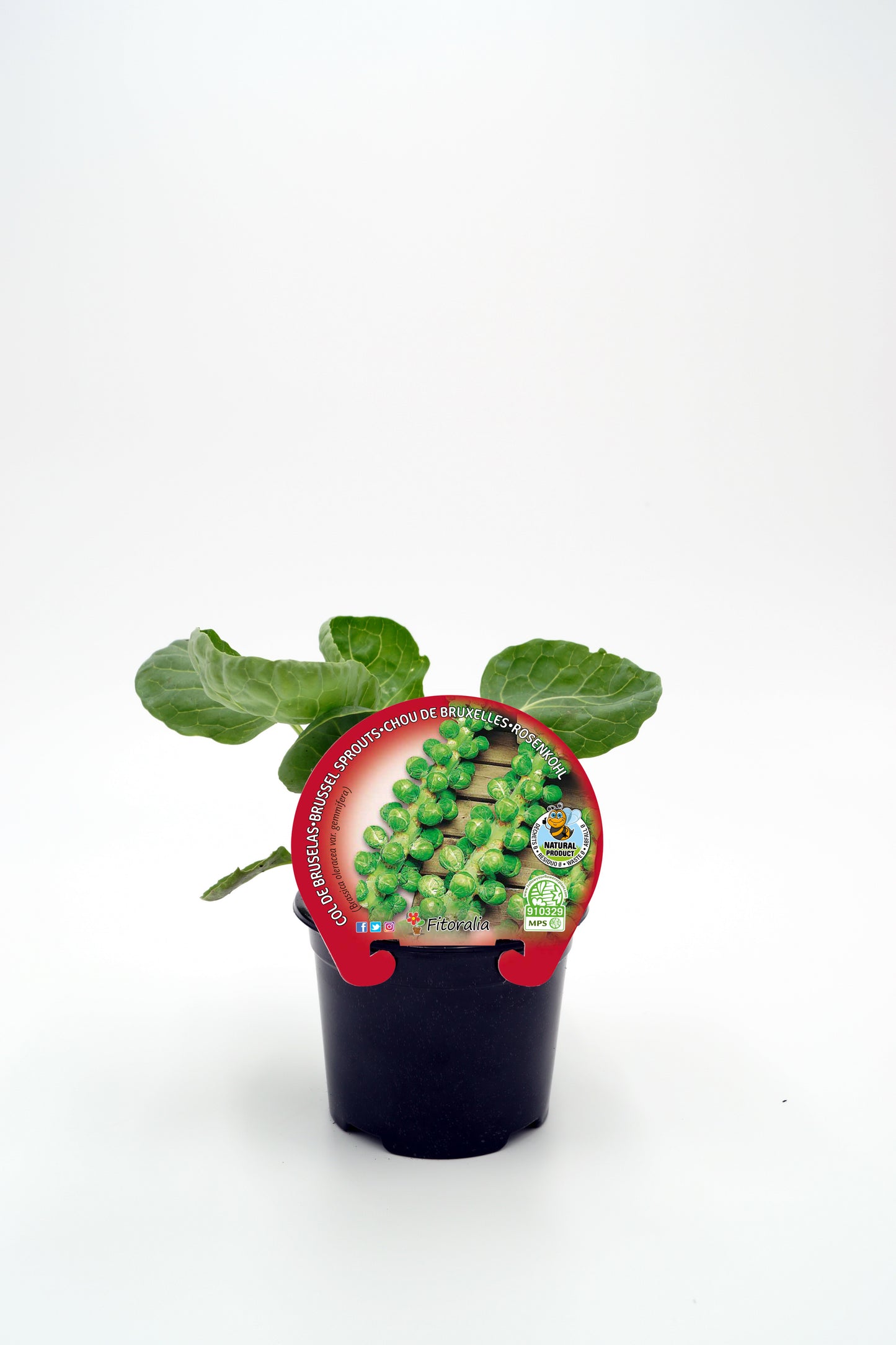 Plantón De Col De Bruselas Natural En Maceta De 10,5 Cm. - Fitoralia