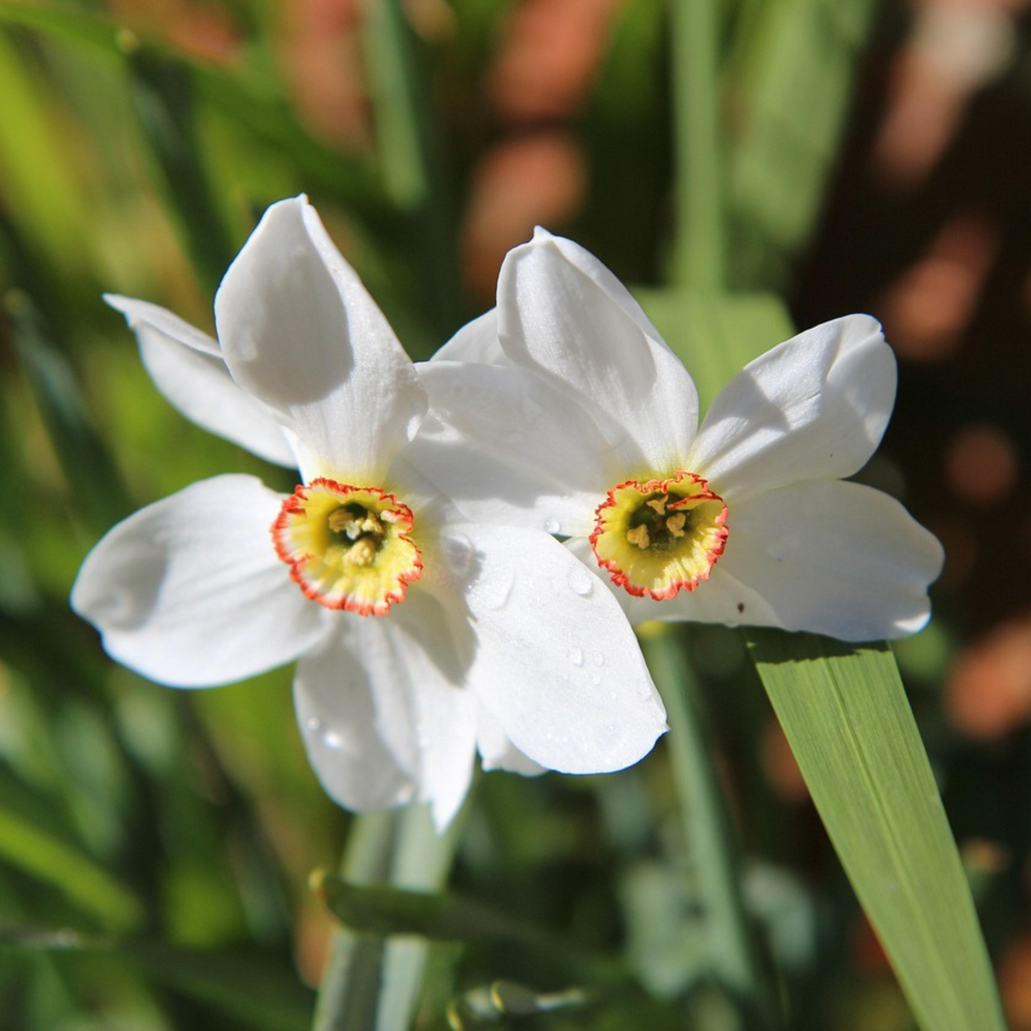 Bulbos De Narcisos - 30 Pzs - Narcissus 'recurvus' - Bulbos De Flores - Blanco