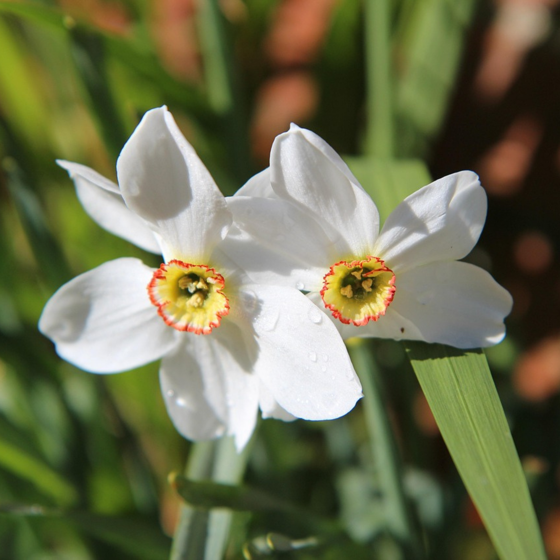 Bulbos De Narcisos - 30 Pzs - Narcissus 'recurvus' - Bulbos De Flores - Blanco