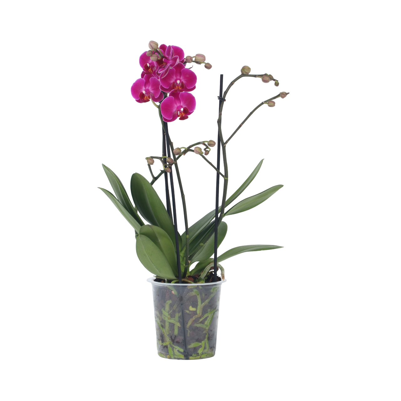 Orqídea Phalaenopsis - Phalaenopsis Multiflora - Altura 35-45cm - ⌀12cm