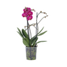 Orqídea Phalaenopsis - Phalaenopsis Multiflora - Altura 35-45cm - ⌀12cm