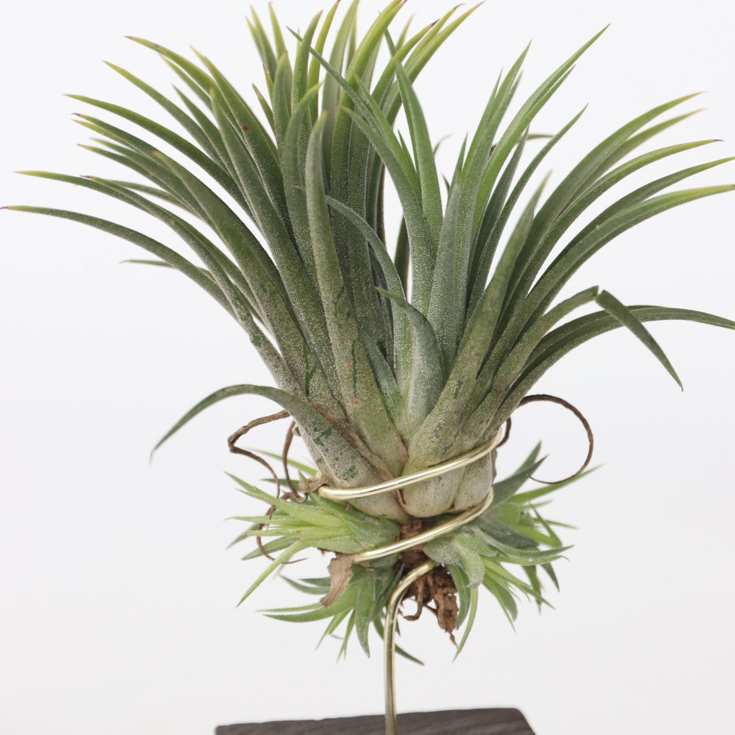 Claveles De Aire - 3 Pzs - Tillandsia 'burnt Wood Trio' - Altura 30-35cm