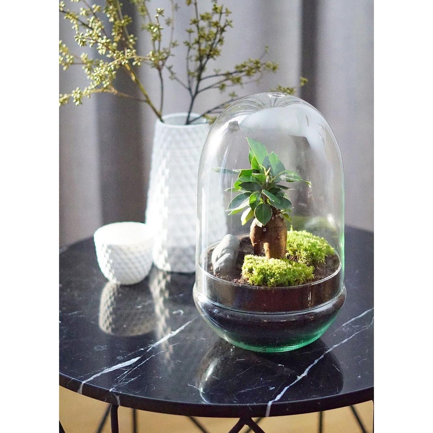 Terrario Madagascar Hole Ficus Retusa Ø19 x 30 cm