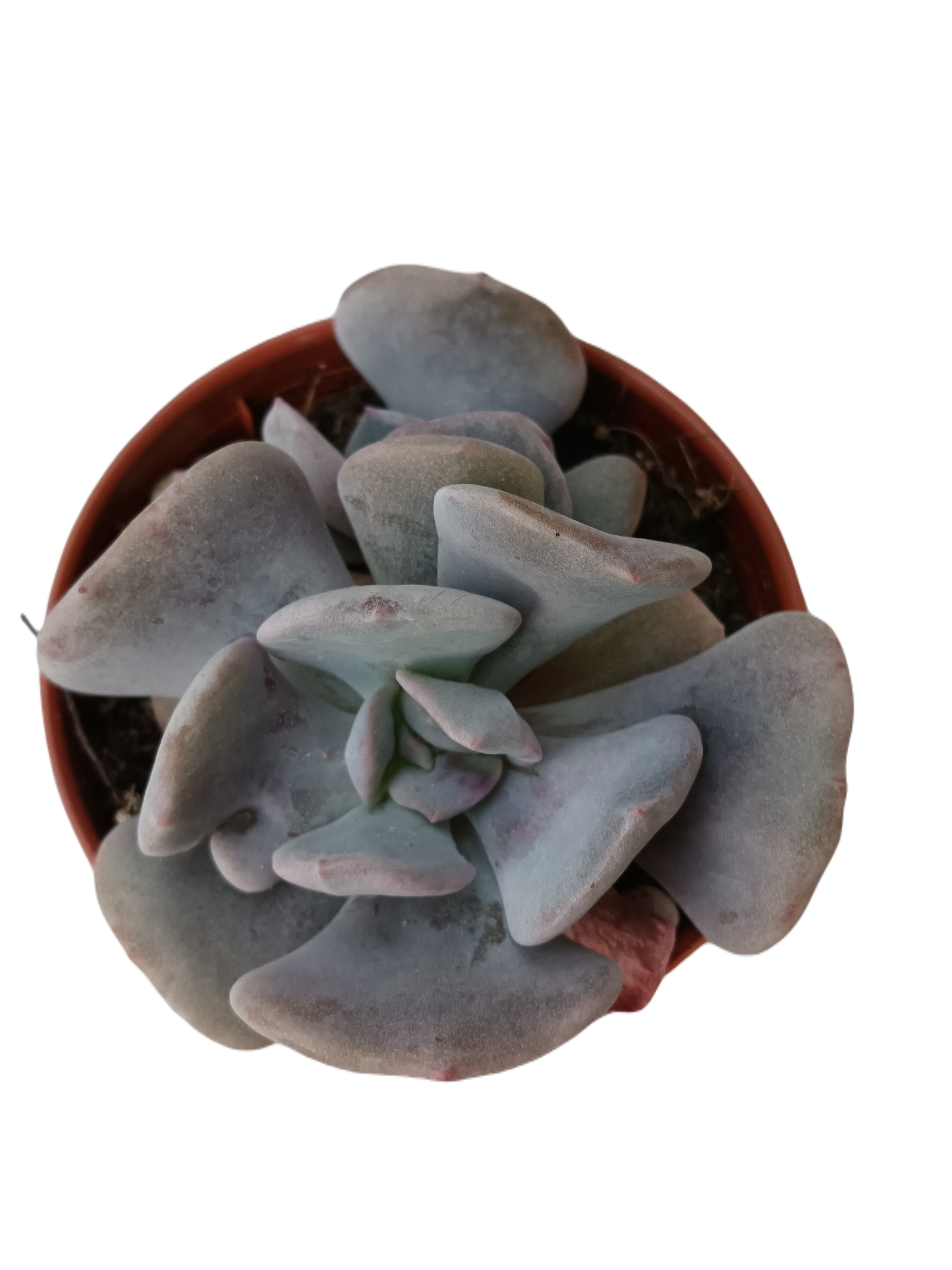 Echeveria Cubic Frost Planta Suculenta Ø5