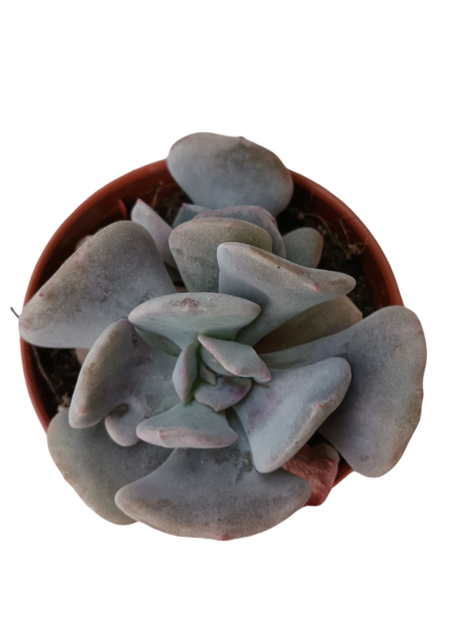 Echeveria Cubic Frost Planta Suculenta Ø5