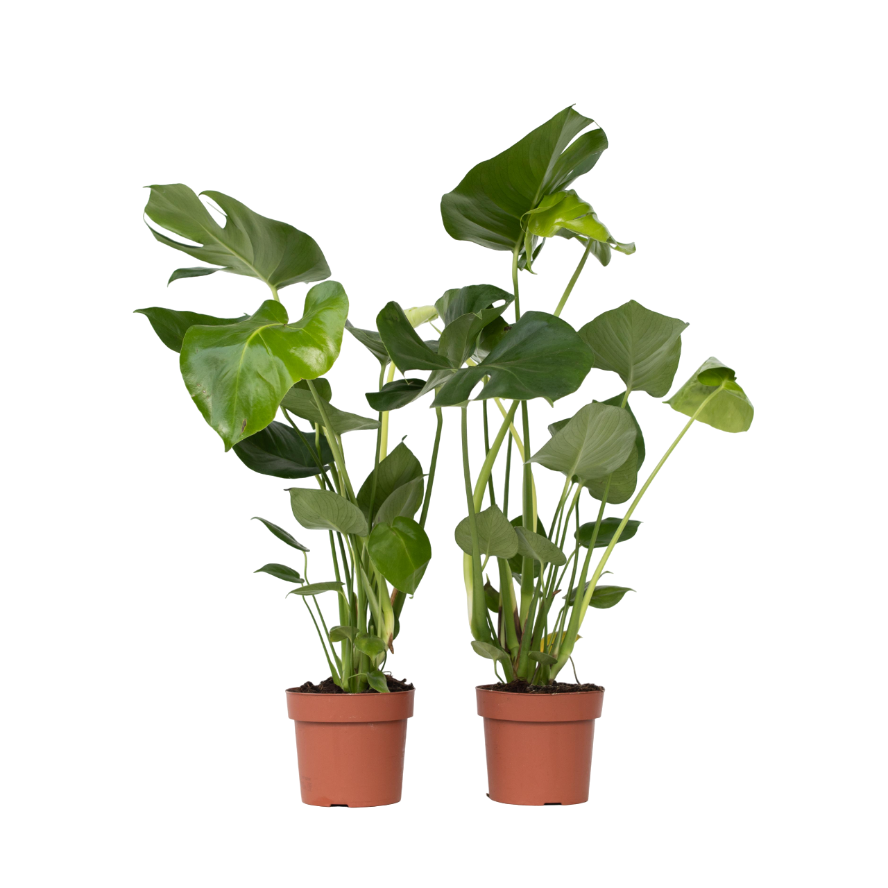 Costilla De Adán - 2 Pzs - Monstera Deliciosa - Altura 50-60cm - ⌀17cm