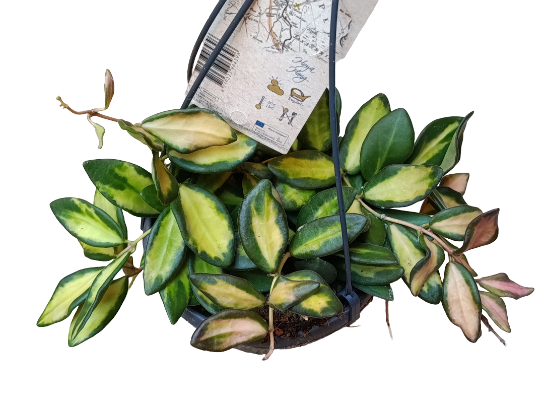 Hoya Burtoniae Variegata Ø13 Flor De Cera Planta Colgante_0