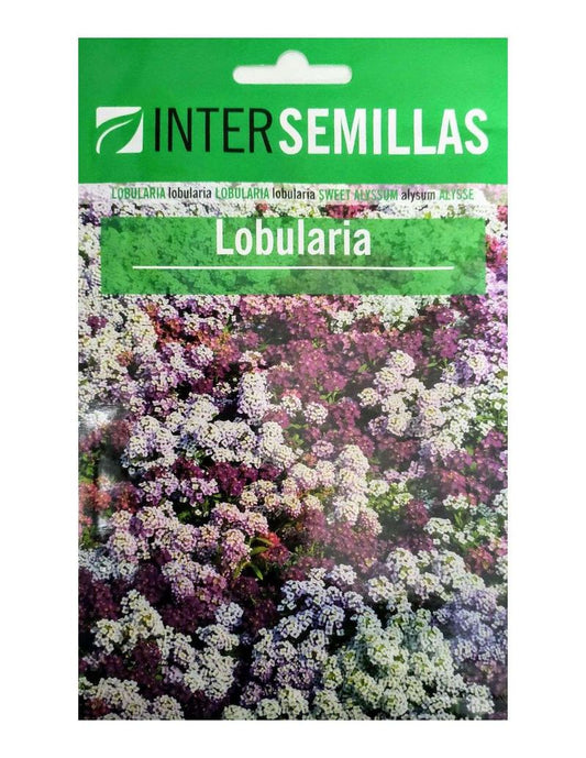 Sobre De Semillas Flores Lobularia