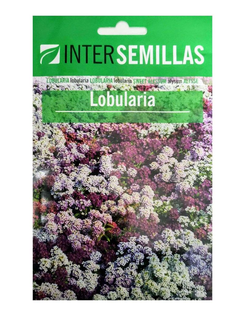 Sobre De Semillas Flores Lobularia
