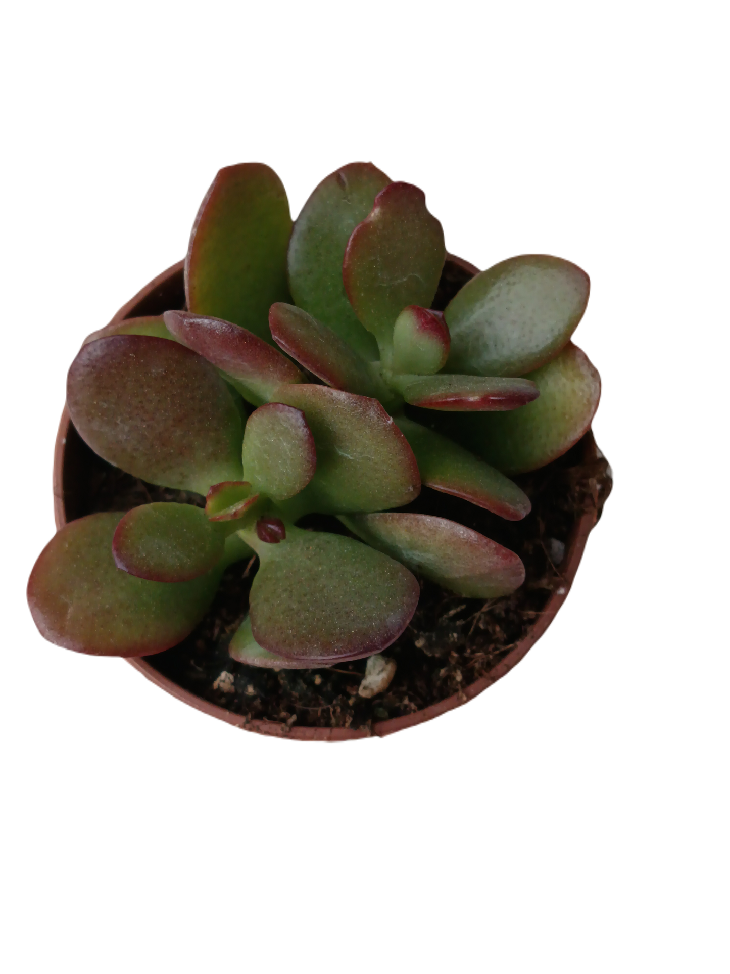 Crassula Ovata Var Minor Planta Suculenta De La Suerte Ø5 Cm