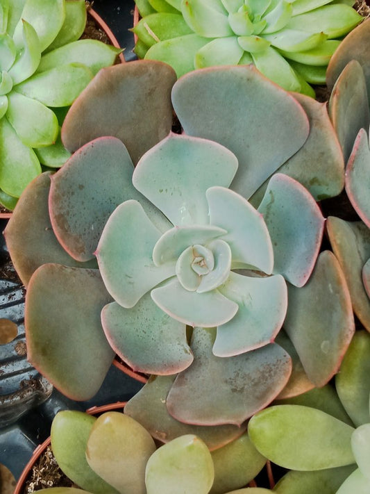 Suculentas Y Cactus Variedad #55 Planta Sin Id