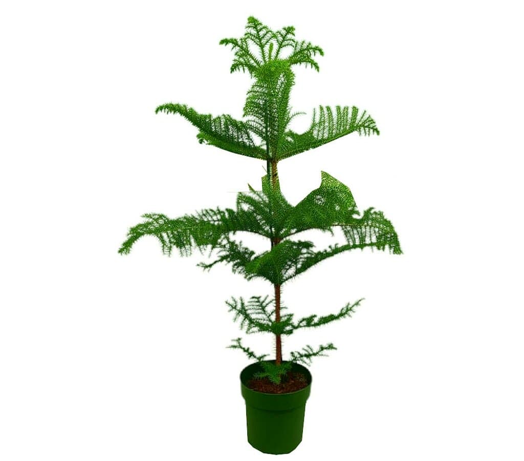 Araucaria Heterophylla M21 70cm_0