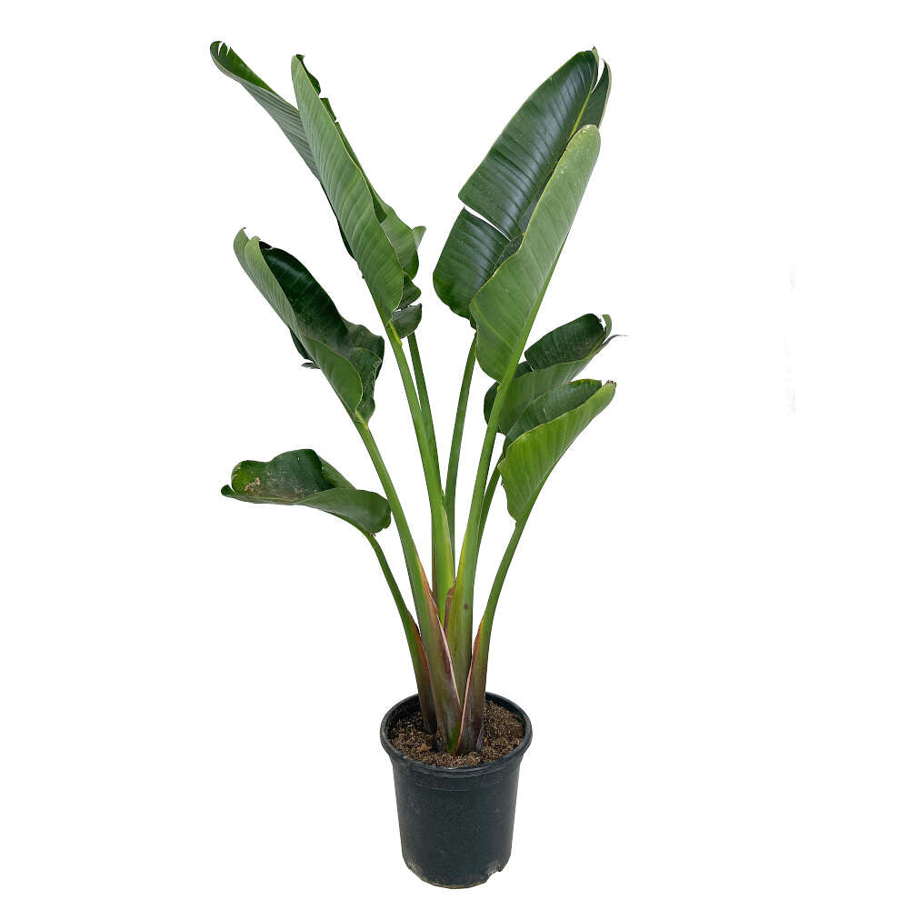 Strelitzia Augusta M30 165cm_0