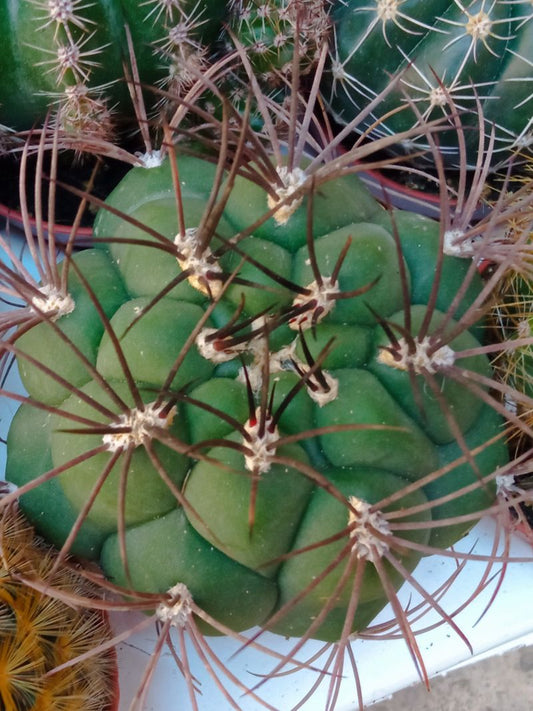 Gymnocalycium Saglionis Cactus Ø5 Cm Planta De Sol