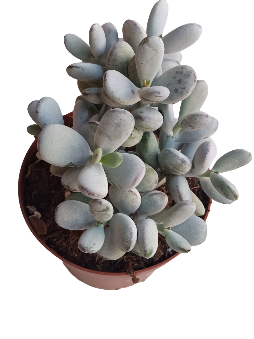 Planta Suculenta Cotyledon Orbiculata Higginsae Ø13