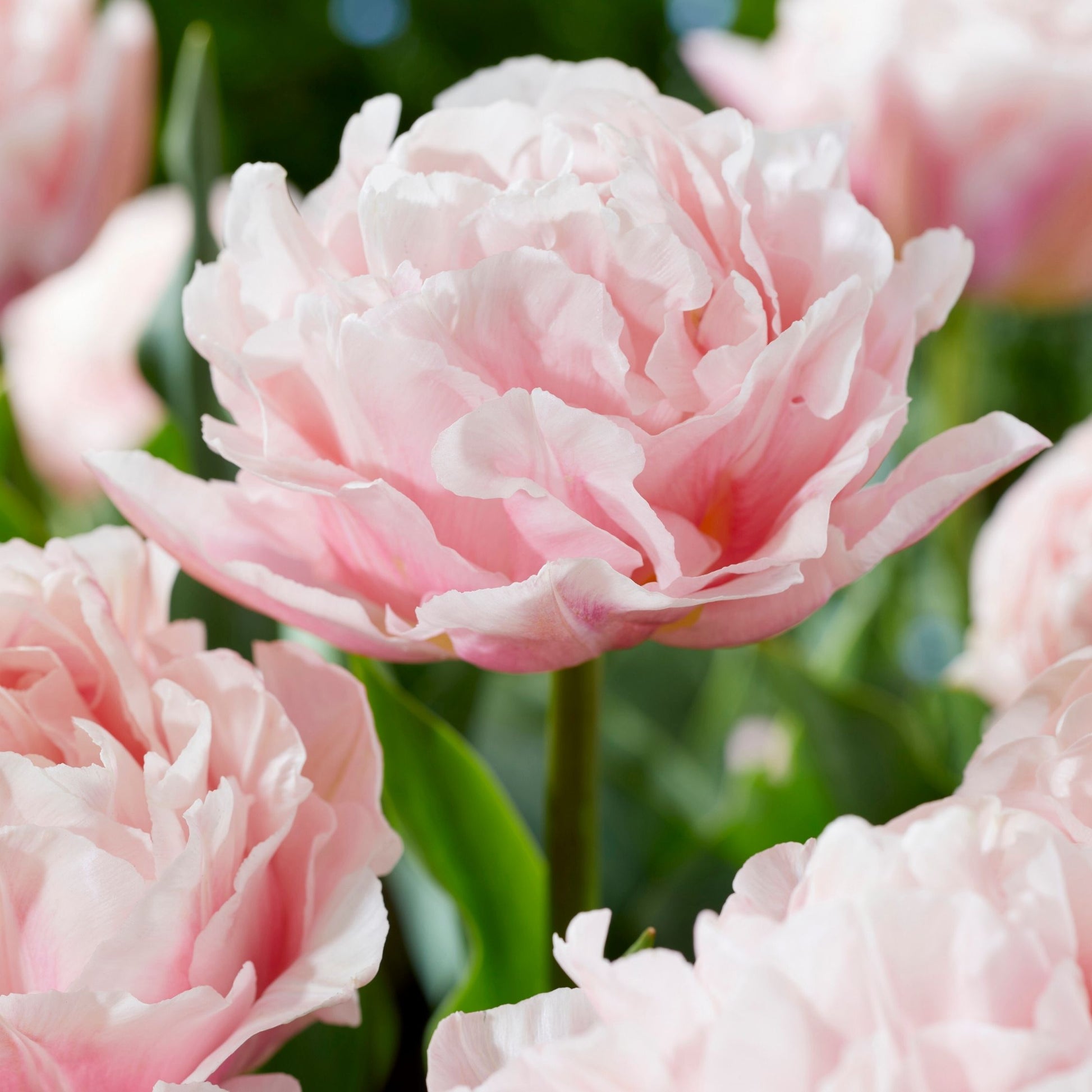 Bulbos De Tulipán - 15 Pzs - Tulipa 'dreamer' - Bulbos De Flores - Rosa