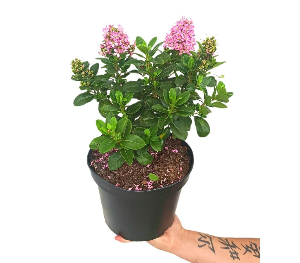 Escallonia Laevis Pink Elle M25