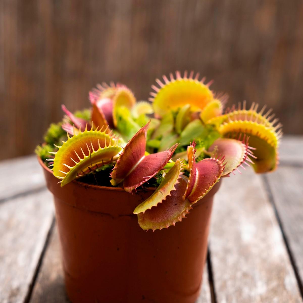 Planta carnívora Dionaea muscipula