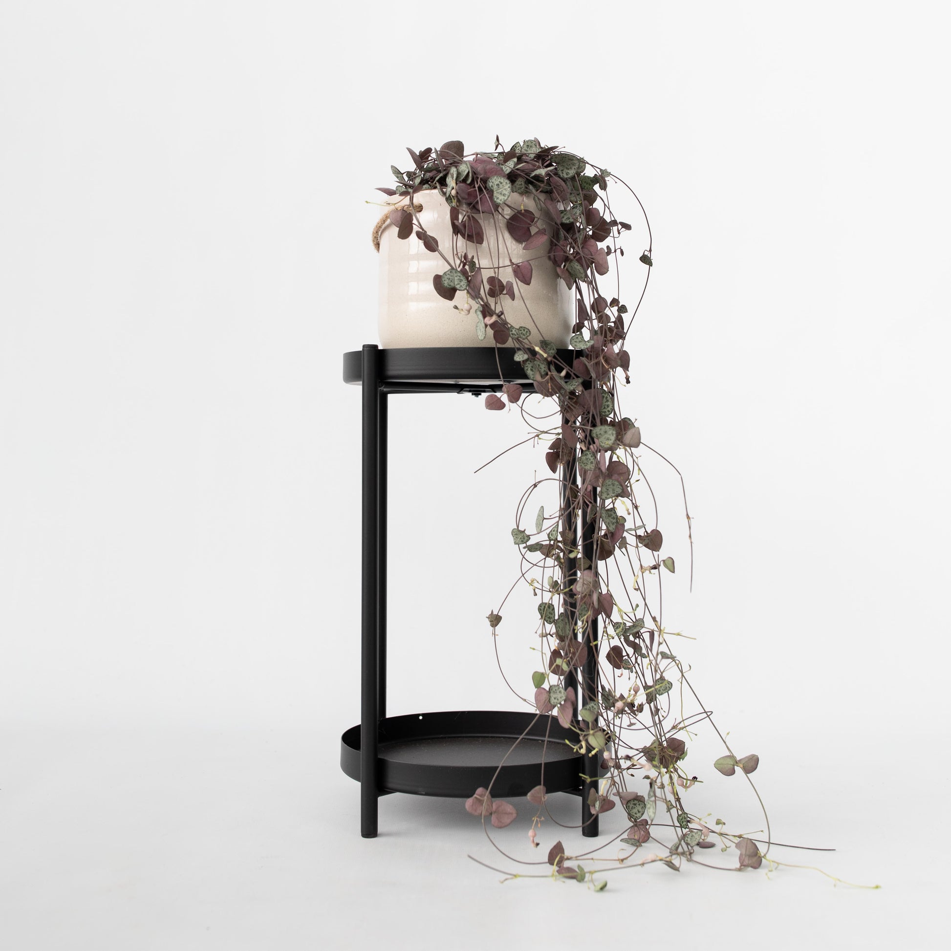 Rosario De Corazones - Ceropegia Linearis Woodii - Altura 20-30cm - ⌀14cm