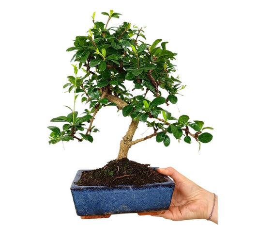 Bonsái Carmona Microphylla 8 Años (té De Filipinas)
