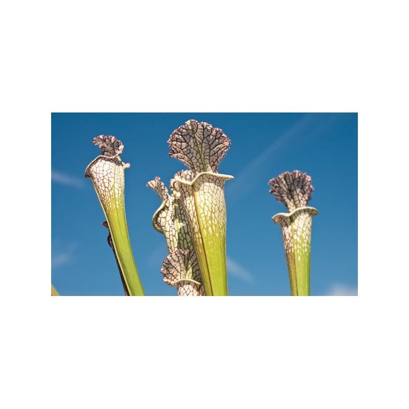 Semillas plantas carnívoras Sarracenia leucophylla