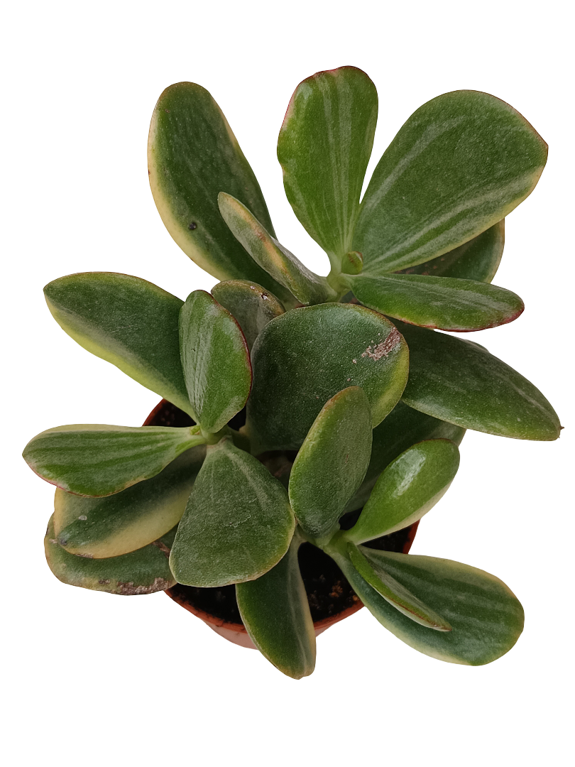 Crassula ovata striata Planta suculenta de la suerte Ø5