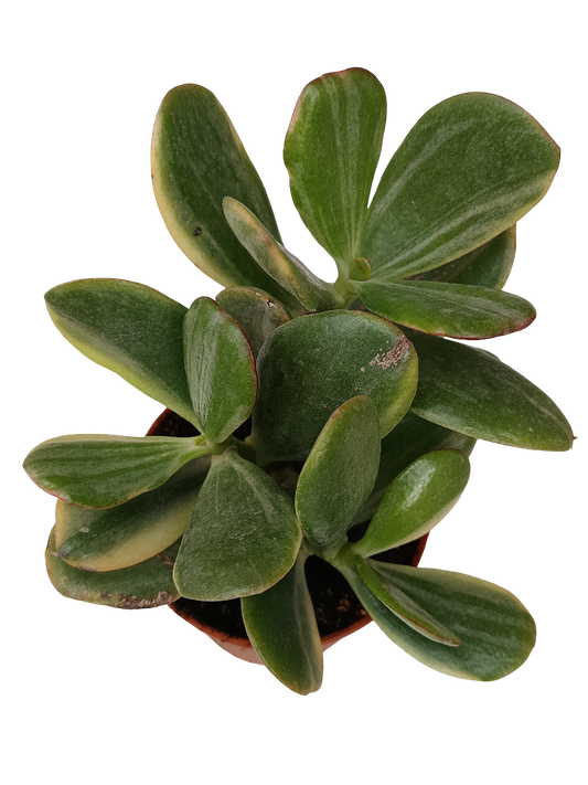 Crassula ovata striata Planta suculenta de la suerte Ø5