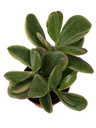 Crassula ovata striata Planta suculenta de la suerte Ø5