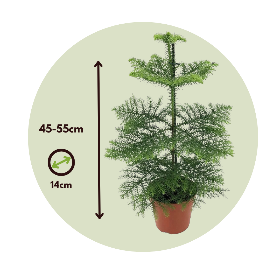 Arbolapp Canarias - 2 Pzs - Araucaria Heterophylla - Altura 45-55cm - ⌀14cm